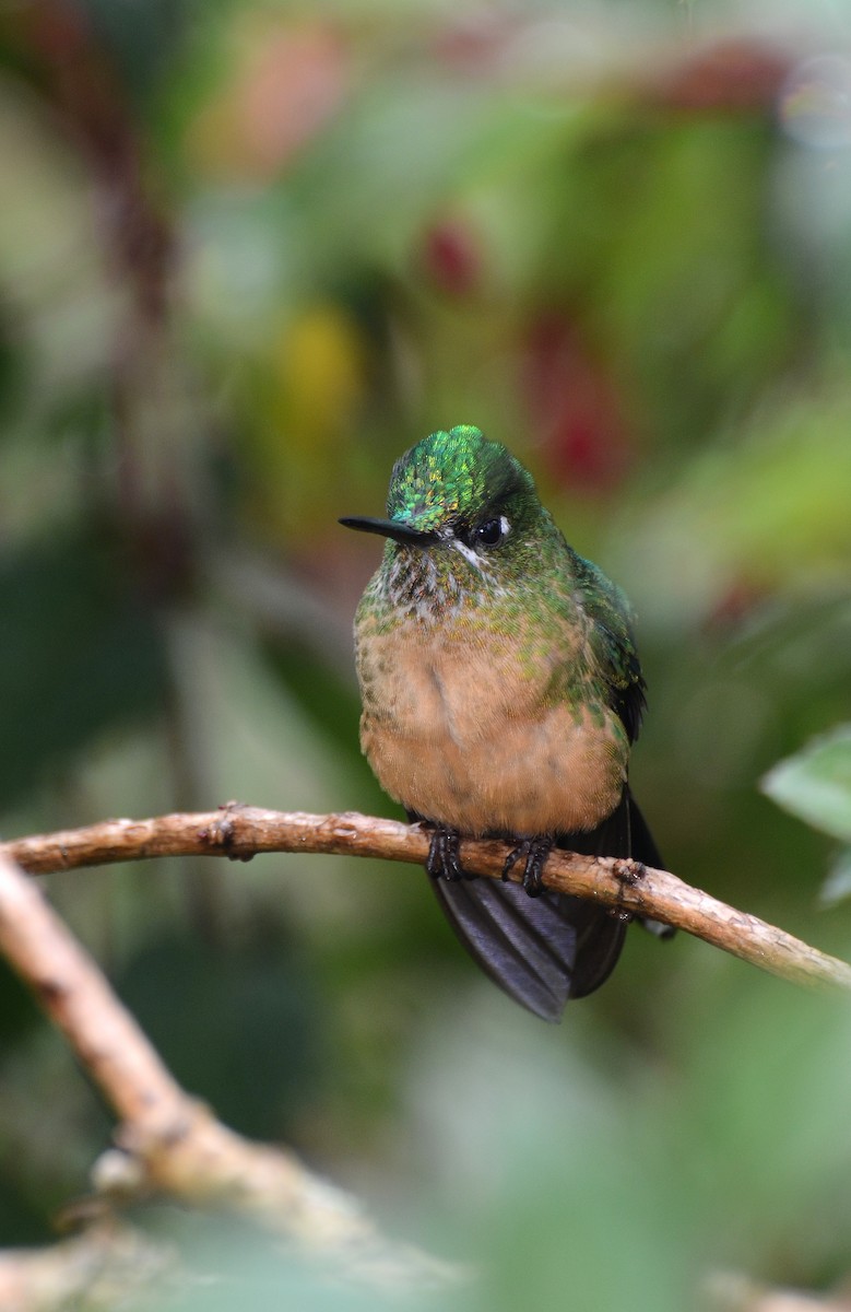 Long-tailed Sylph - ML30791011