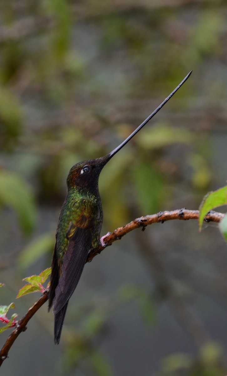 Sword-billed Hummingbird - ML30791091