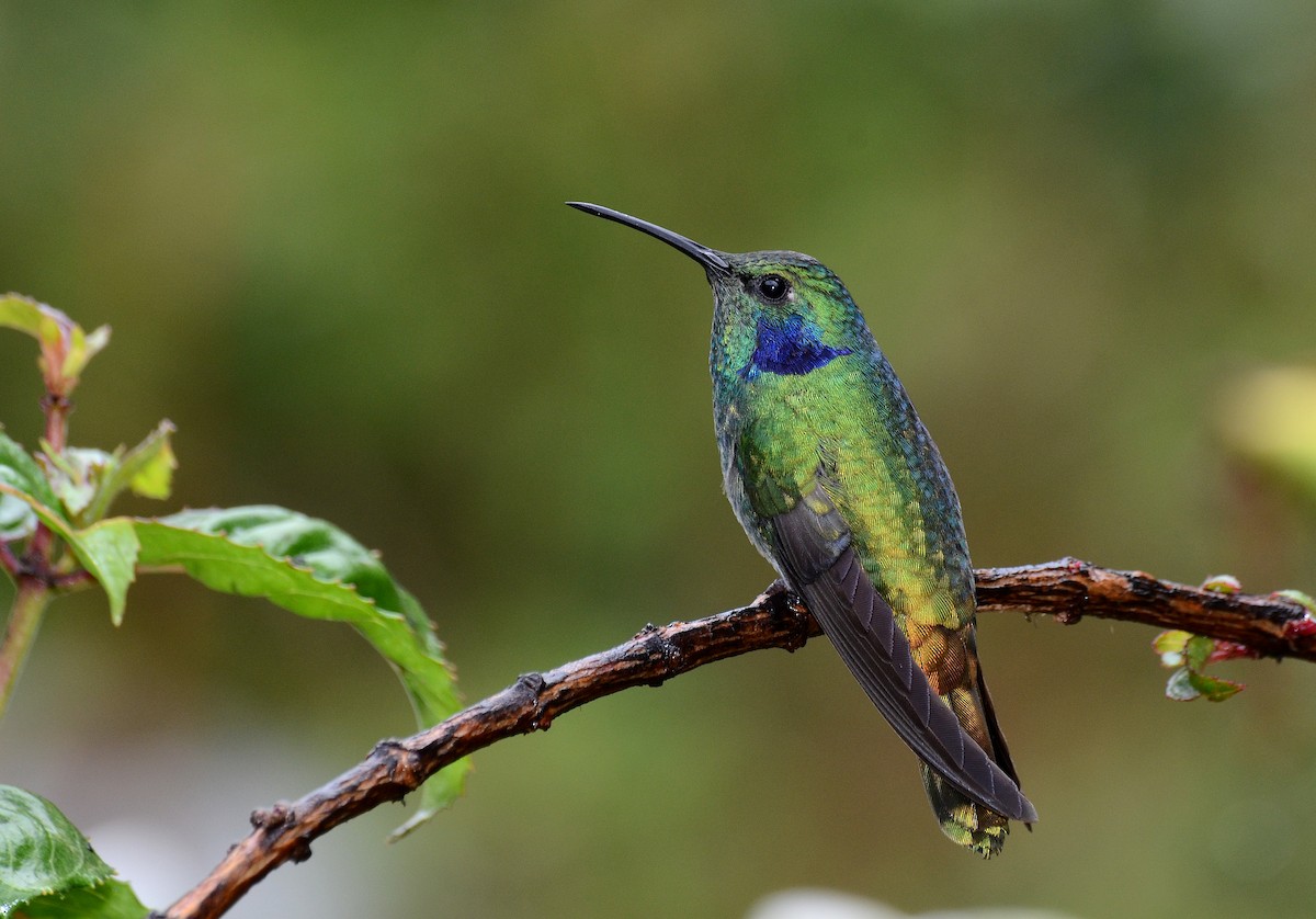 kolibřík modrouchý - ML30791101