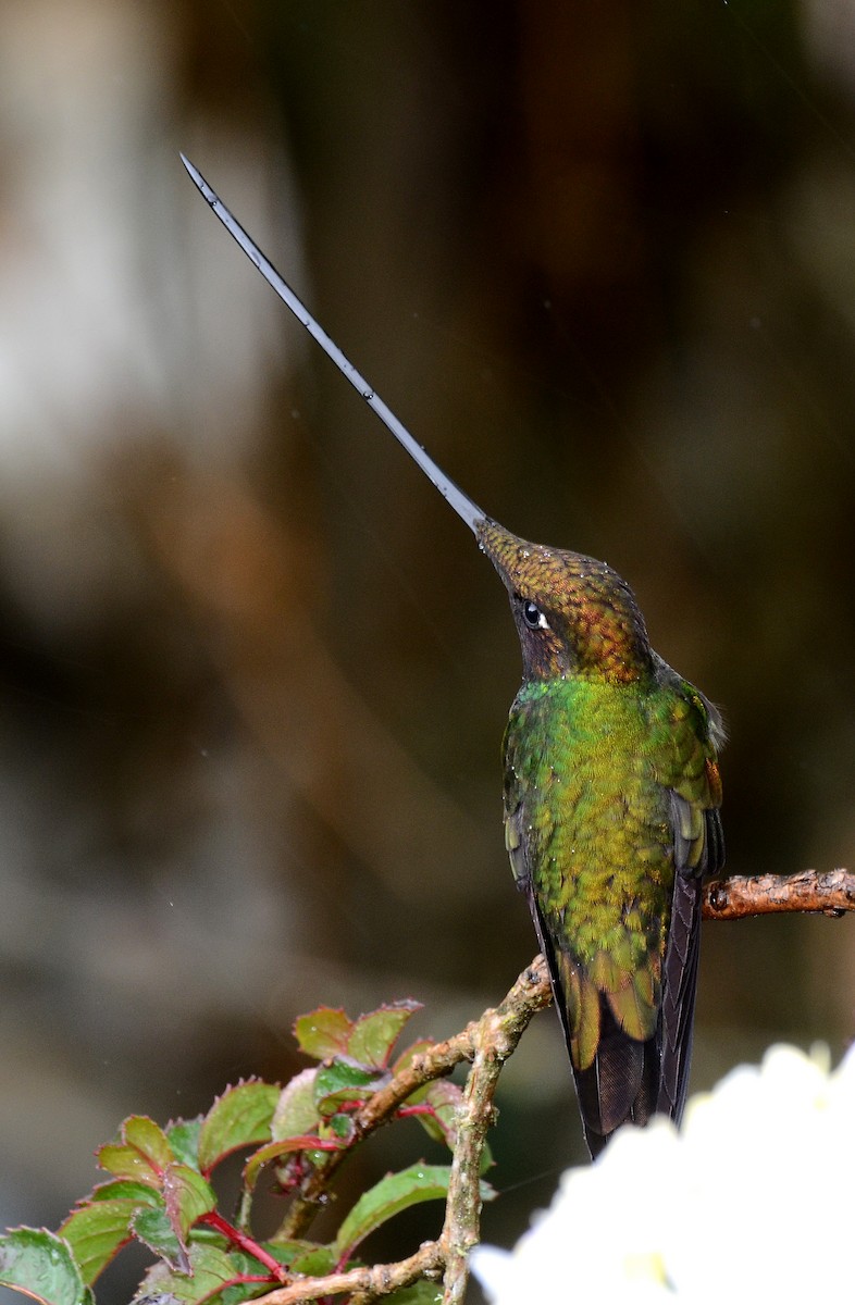 Sword-billed Hummingbird - ML30791141