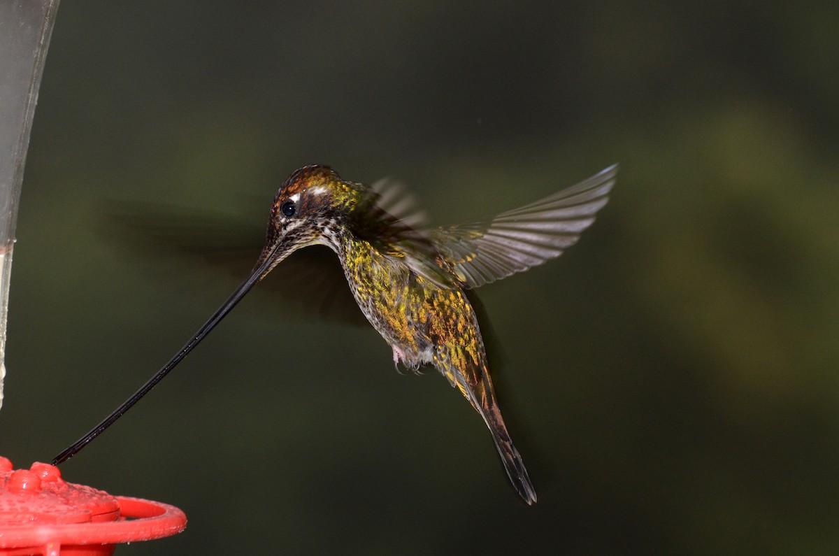 Sword-billed Hummingbird - ML30791191