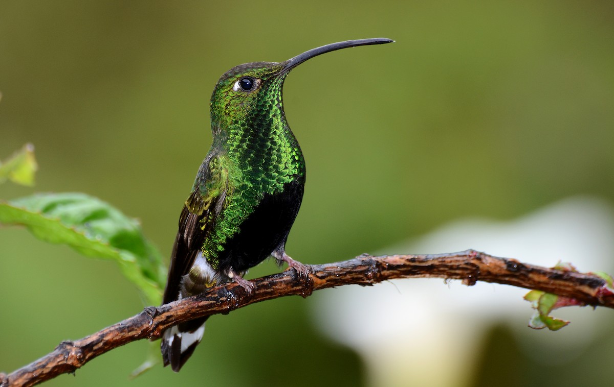 kolibřík aksamitový - ML30791201