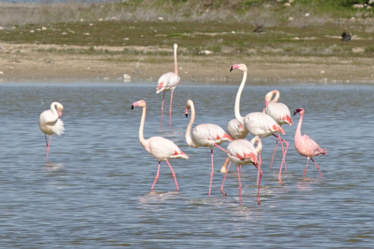 Lesser Flamingo - ML307913471