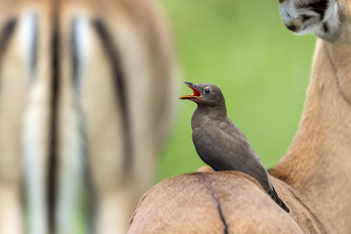 Red-billed Oxpecker - Niall D Perrins