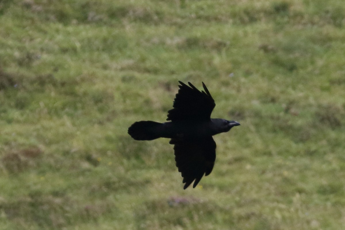 Common Raven - Roly Pitts