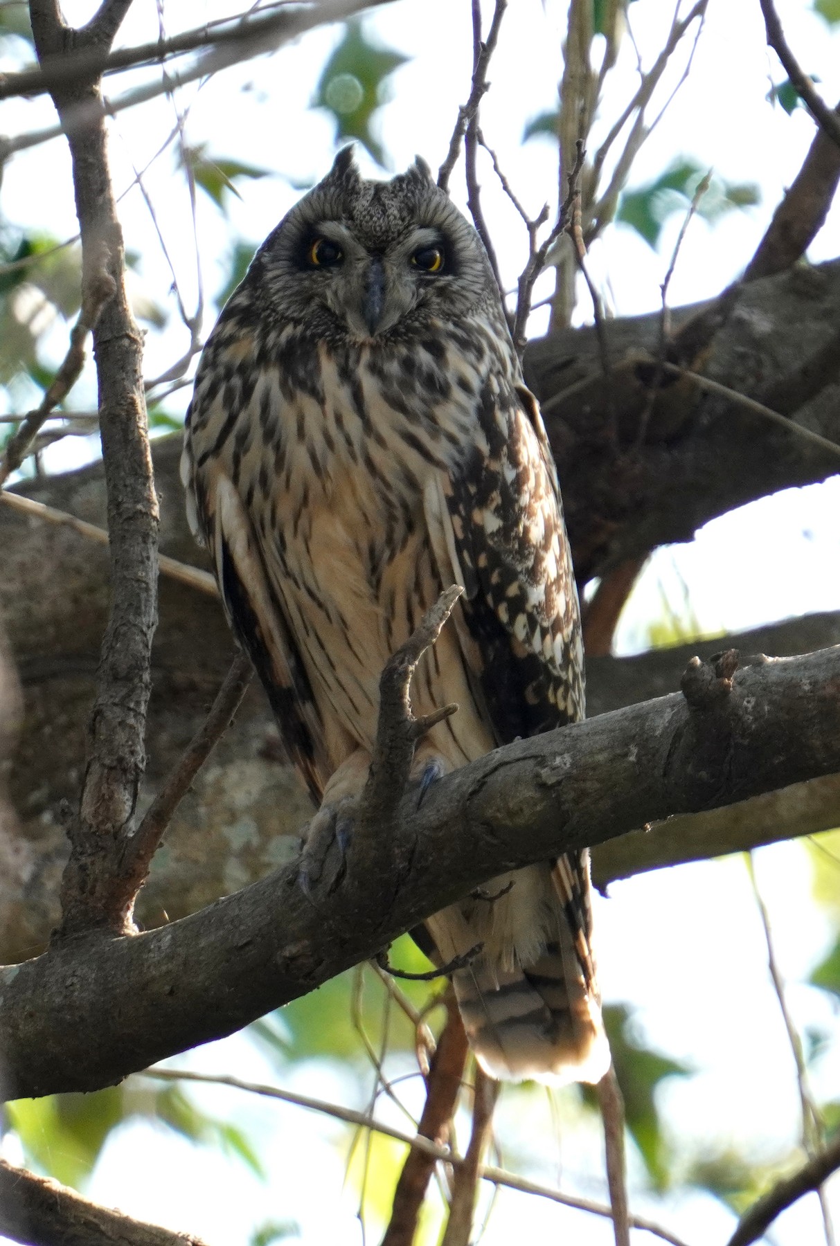 Long-eared/Short-eared Owl - eBird