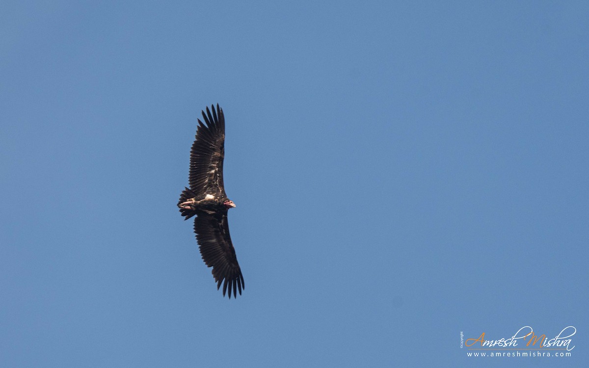Red-headed Vulture - ML307921081