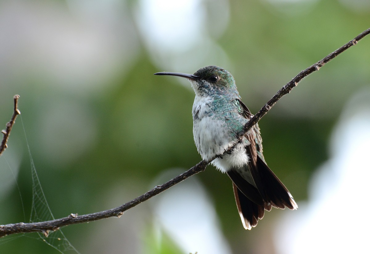 kolibřík safírovohrdlý - ML30792341