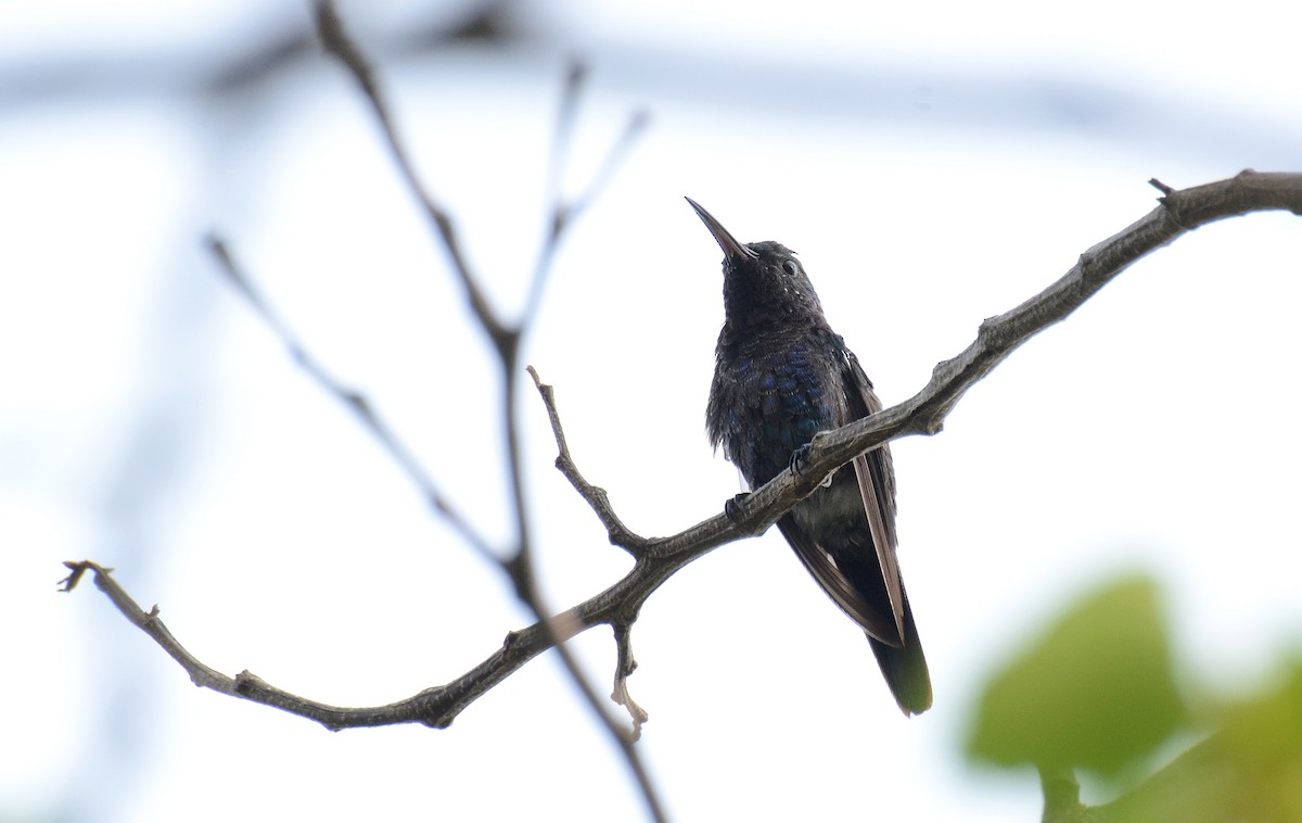 Sapphire-bellied Hummingbird - David M. Bell