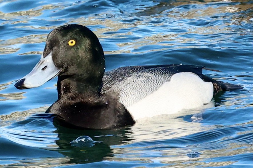 Greater Scaup - ML307924491