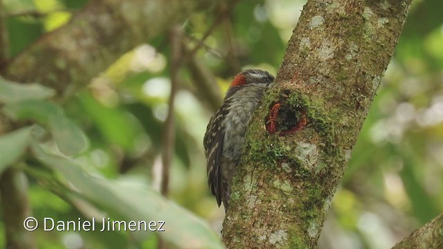 Sulawesi Pygmy Woodpecker - ML307925461