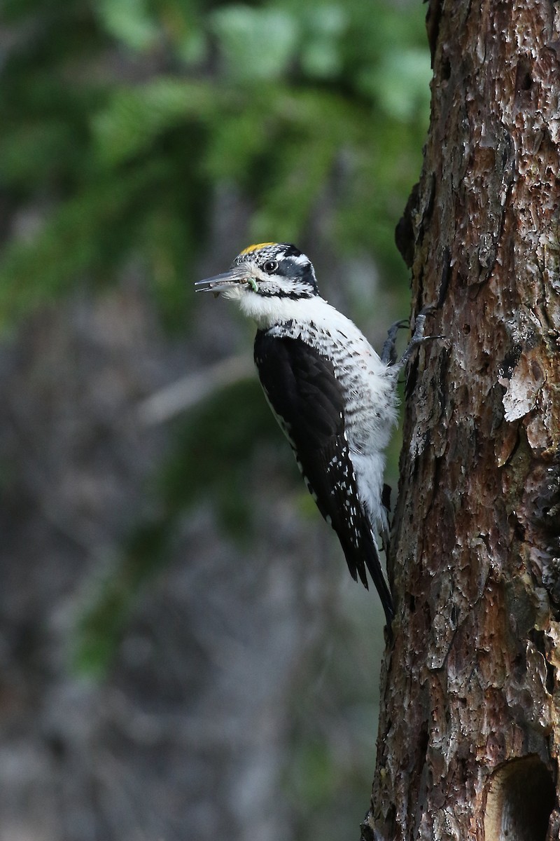 American Three-toed Woodpecker - ROGER GRIMSHAW