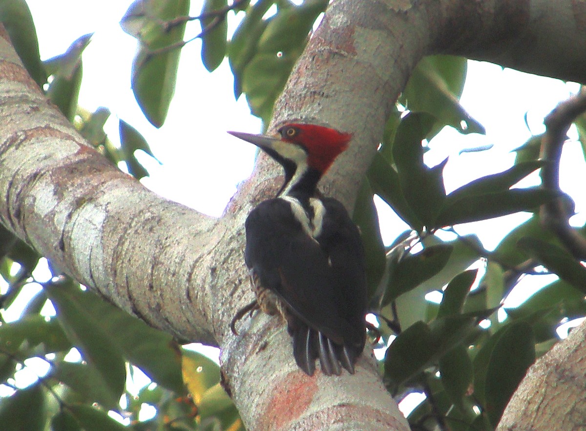 Crimson-crested Woodpecker - Wayne Paes