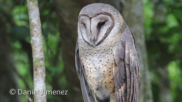 Sulawesi Masked-Owl - ML307936381