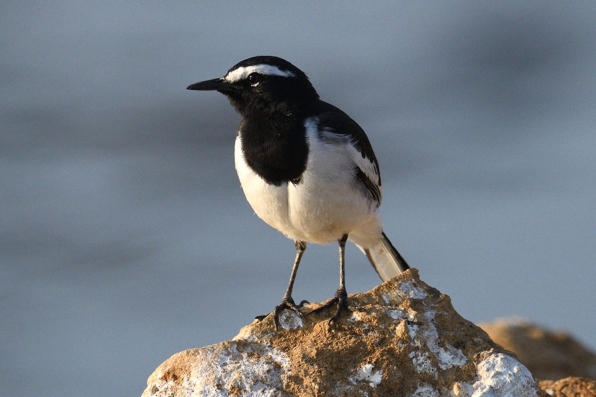 White-browed Wagtail - ML307939101