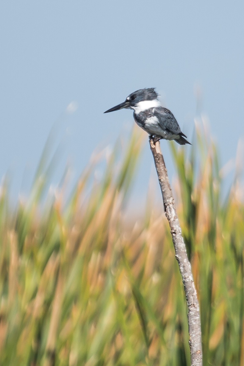Belted Kingfisher - ML307939151