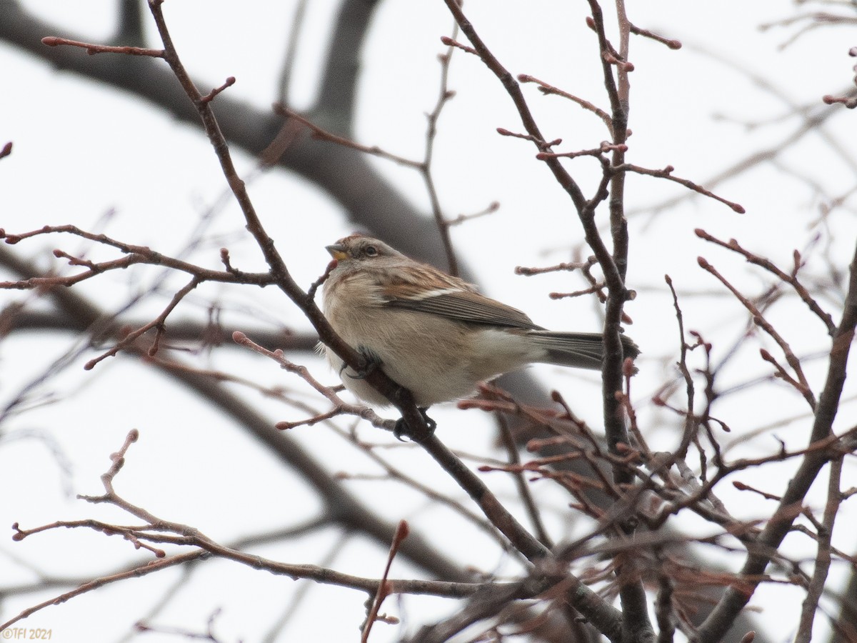 American Tree Sparrow - T I