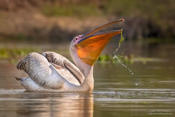 Great White Pelican - NEJIB AHMED