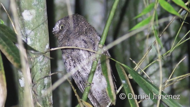 Sulawesi Scops-Owl - ML307945611