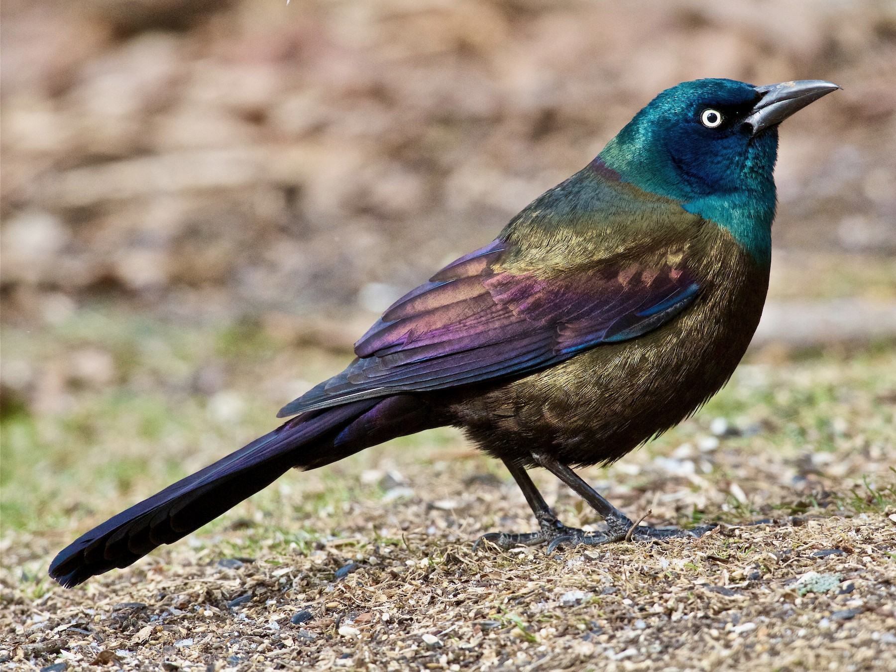 Common Grackle - Jack & Holly Bartholmai