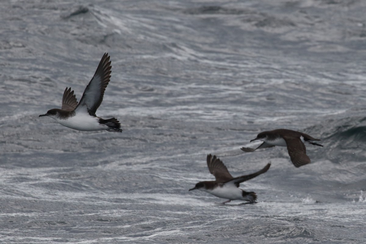 Manx Shearwater - Roly Pitts