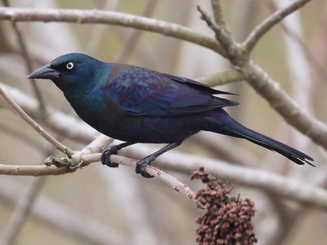 Common Grackle Female