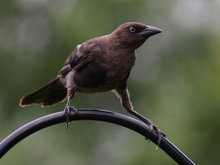 Молодая птица - Maxima Gomez-Palmer - ML307949641