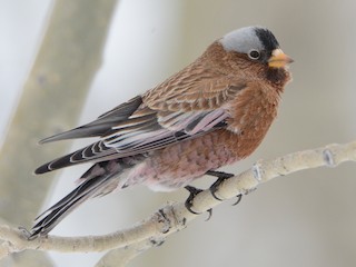  - Gray-crowned Rosy-Finch