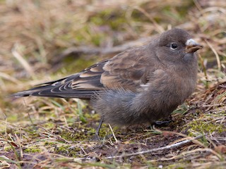  - Gray-crowned Rosy-Finch
