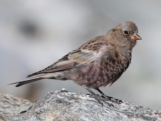 Молодая птица - Christoph Moning - ML307951841