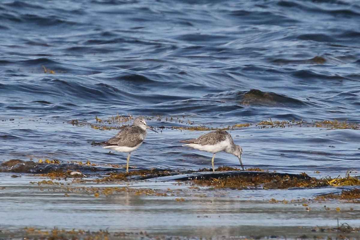 Common Greenshank - Roly Pitts
