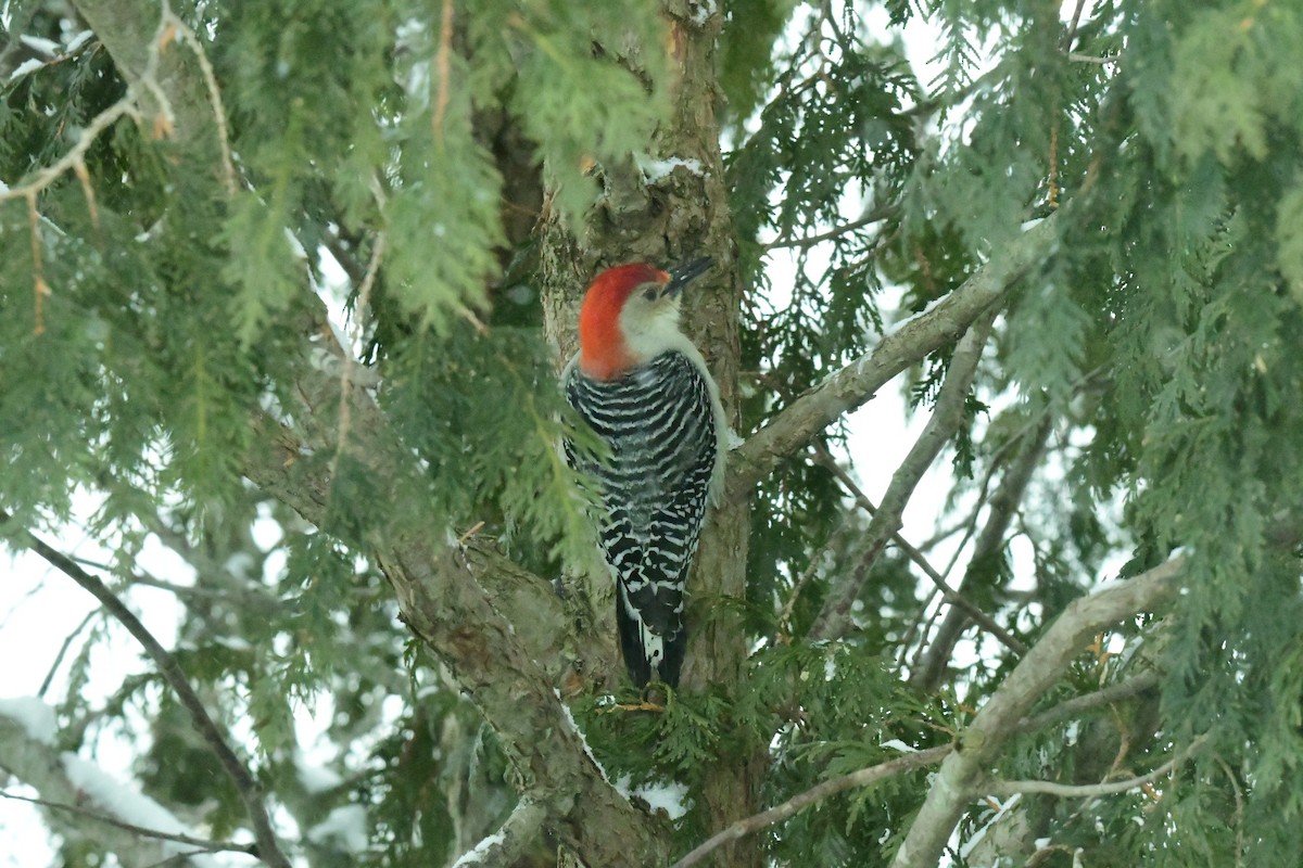 Red-bellied Woodpecker - ML307955041