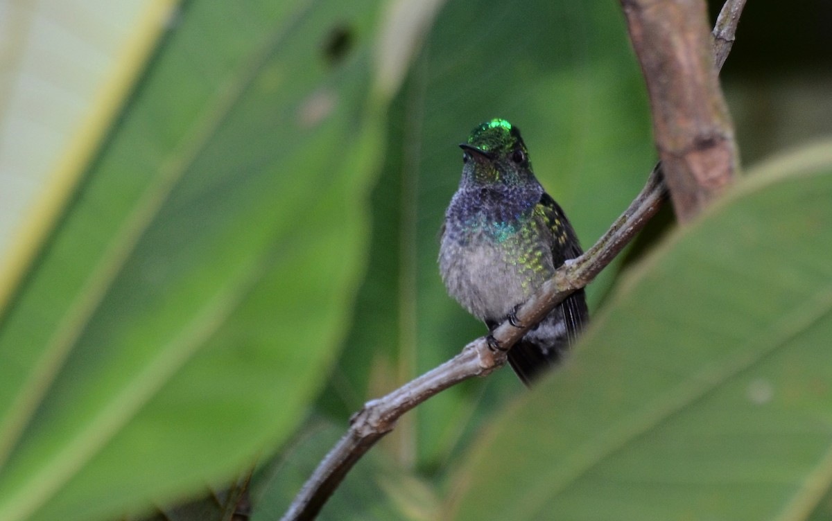 Blue-chested Hummingbird - David M. Bell