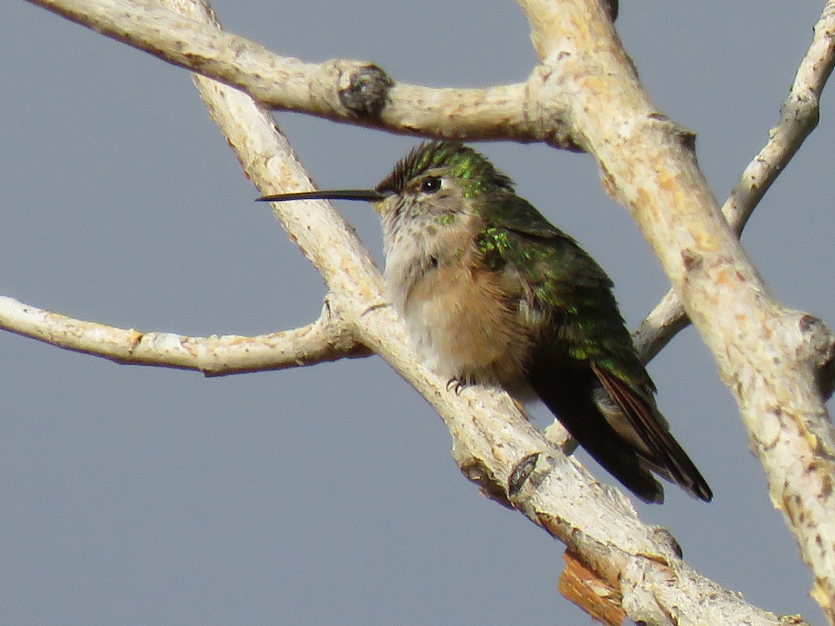 Broad-tailed Hummingbird - Glenn Kincaid