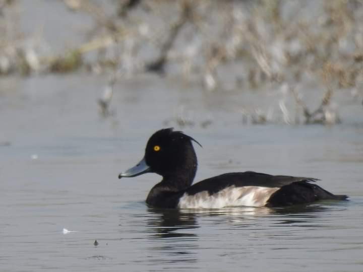 Tufted Duck - ML307966961
