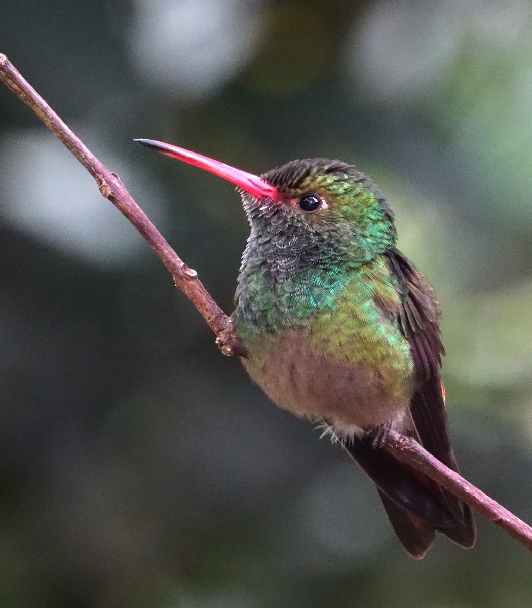 Rufous-tailed Hummingbird - ML307967991