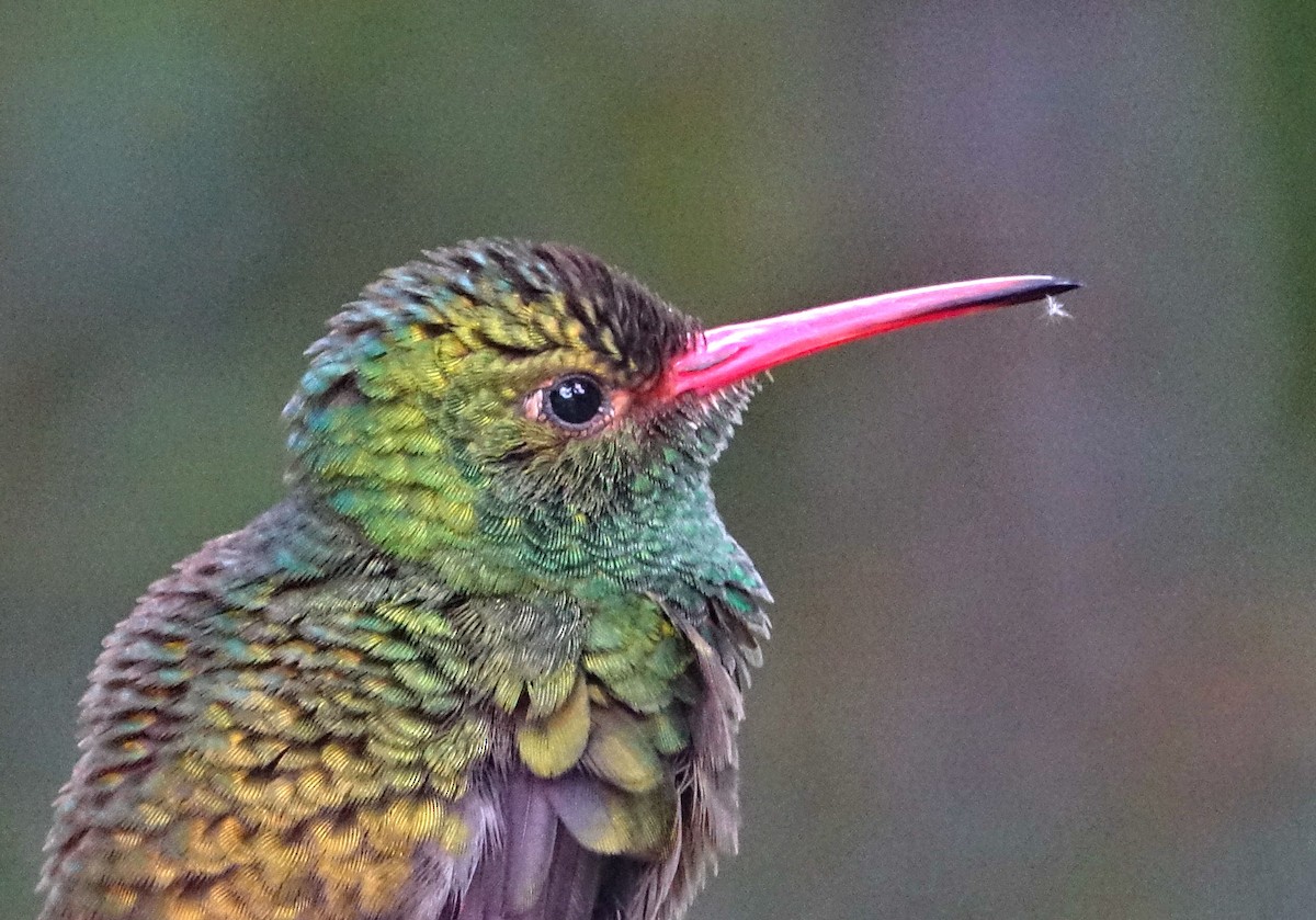 Rufous-tailed Hummingbird - ML307968001