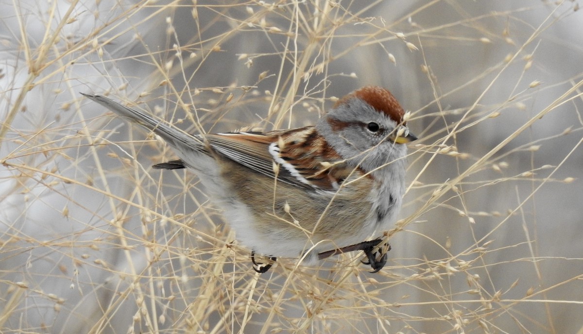 American Tree Sparrow - Noam Markus