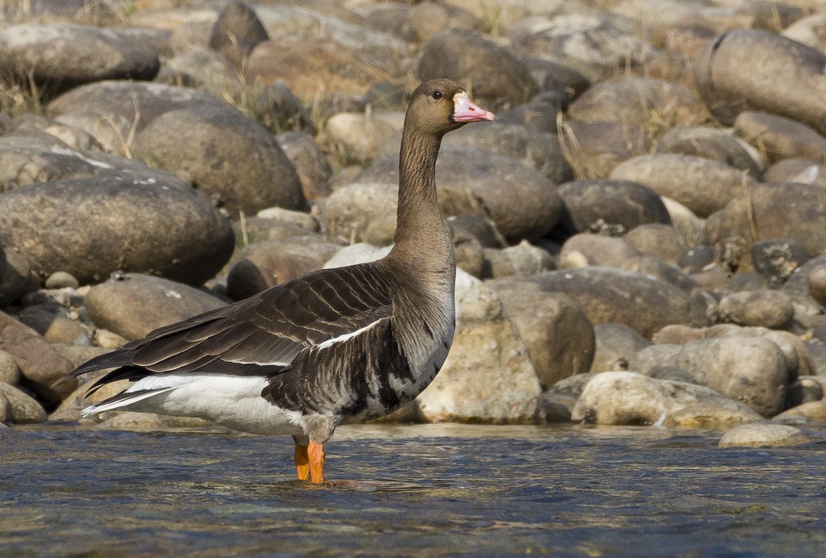 Greater White-fronted Goose - ML307971151