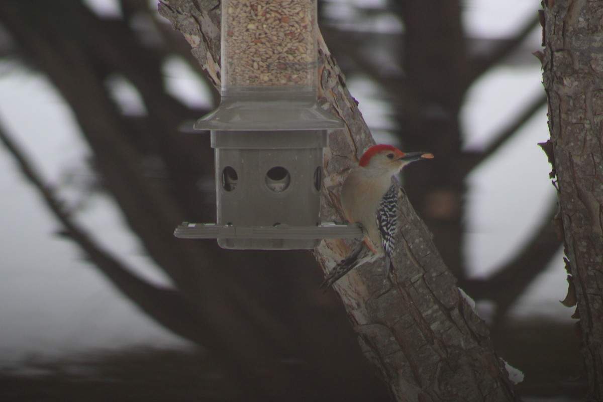 Red-bellied Woodpecker - ML307973361