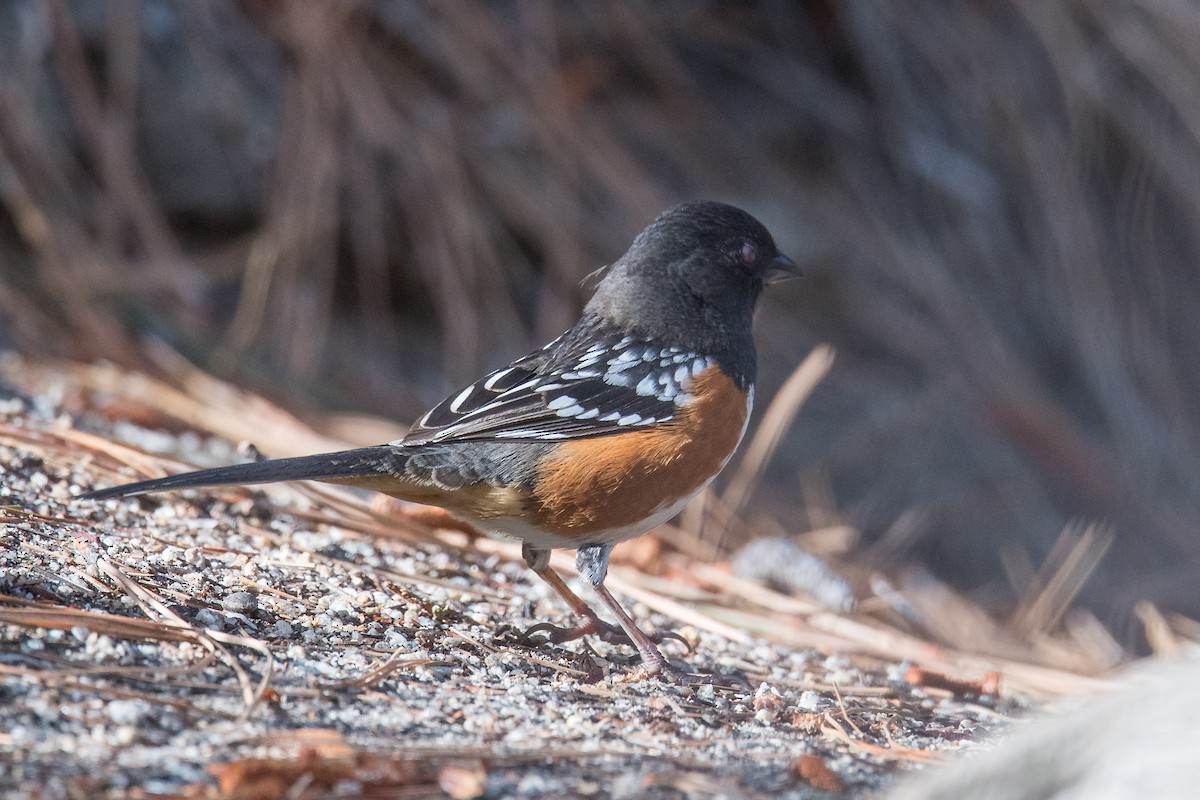 Spotted Towhee - ML307975541