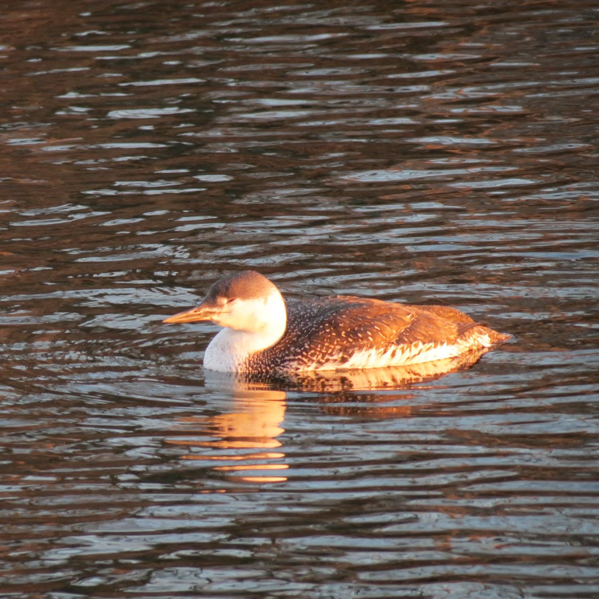 Red-throated Loon - ML307976781
