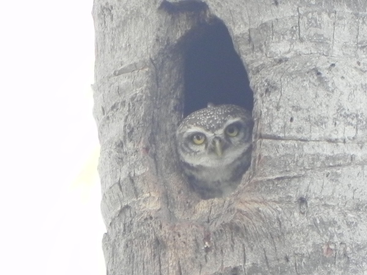 Spotted Owlet - Ryan S