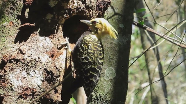 Blond-crested Woodpecker - ML307983521