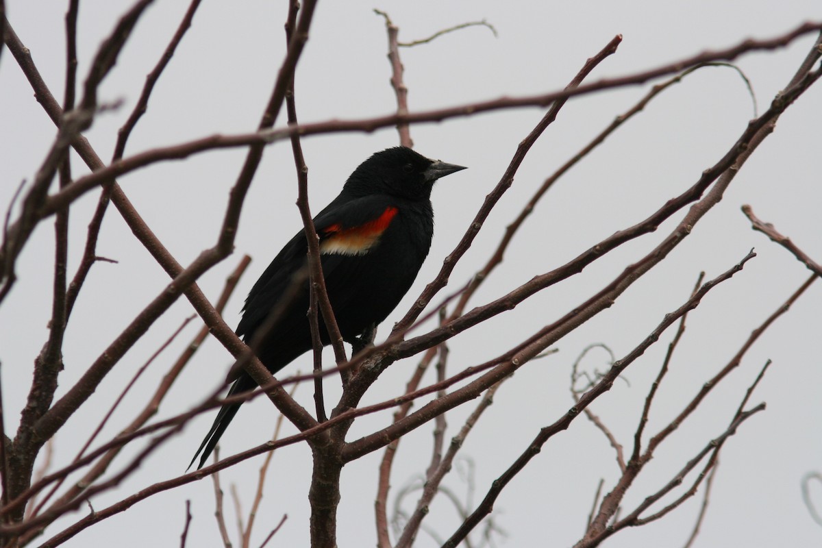 Red-winged Blackbird - ML307984081