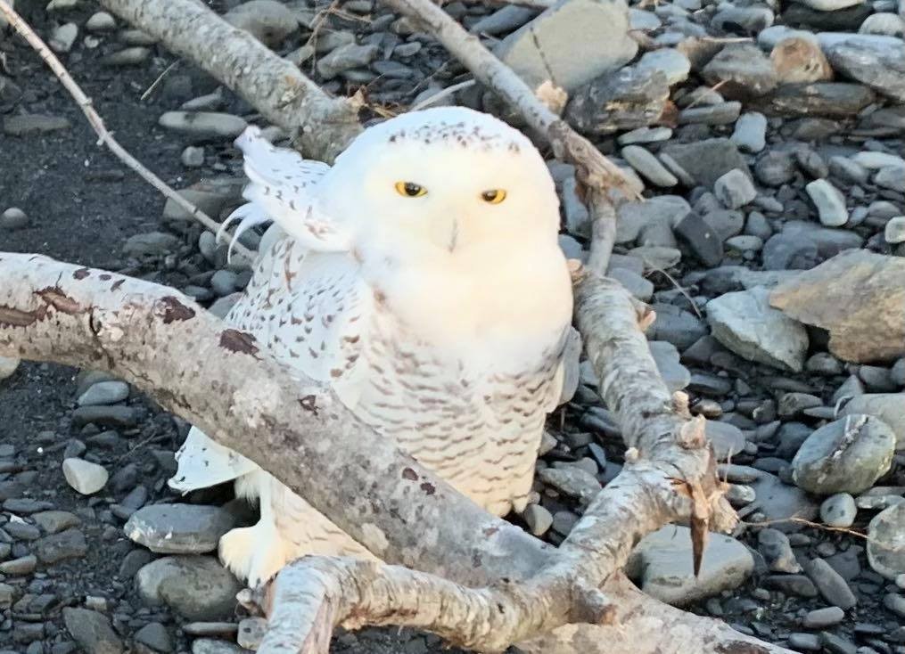 Snowy Owl - ML307989361