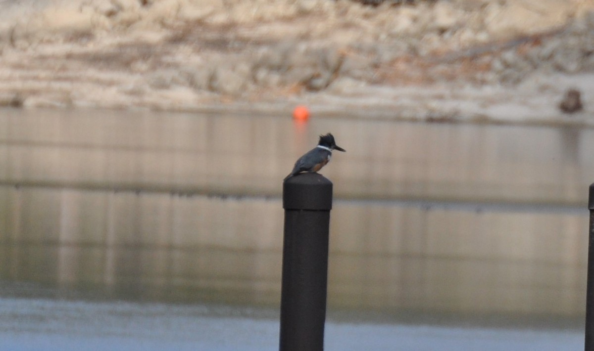 Belted Kingfisher - ML307990531