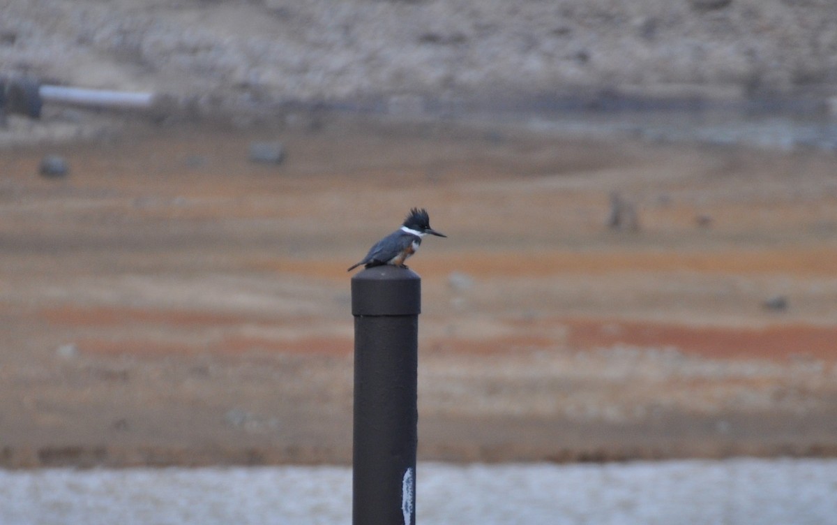 Belted Kingfisher - ML307990551
