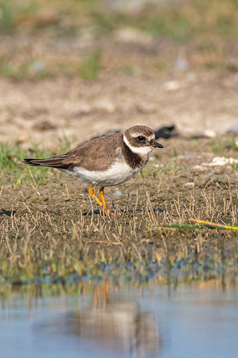 Common Ringed Plover - ML307991151
