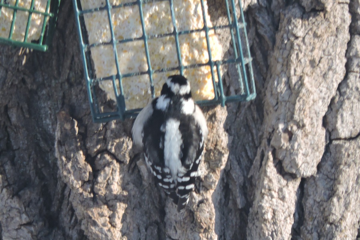 Downy Woodpecker - ML307991901